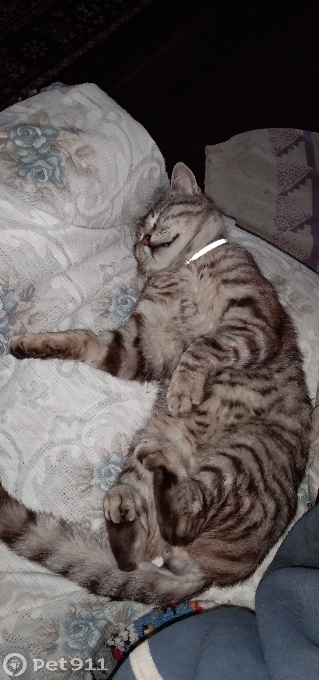 Пропала кошка в Ставрополе — фото объявления