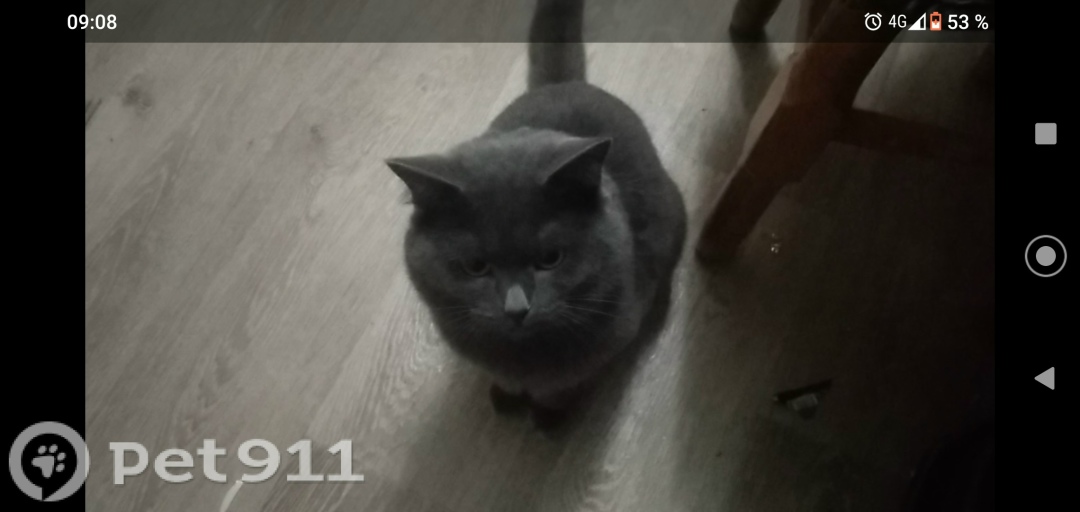 Пропала кошка в Ставрополе — фото объявления