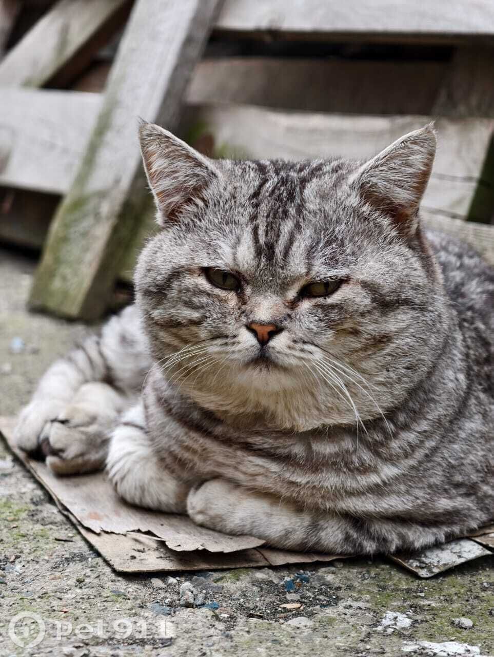 Пропала кошка в Ставрополе — фото объявления