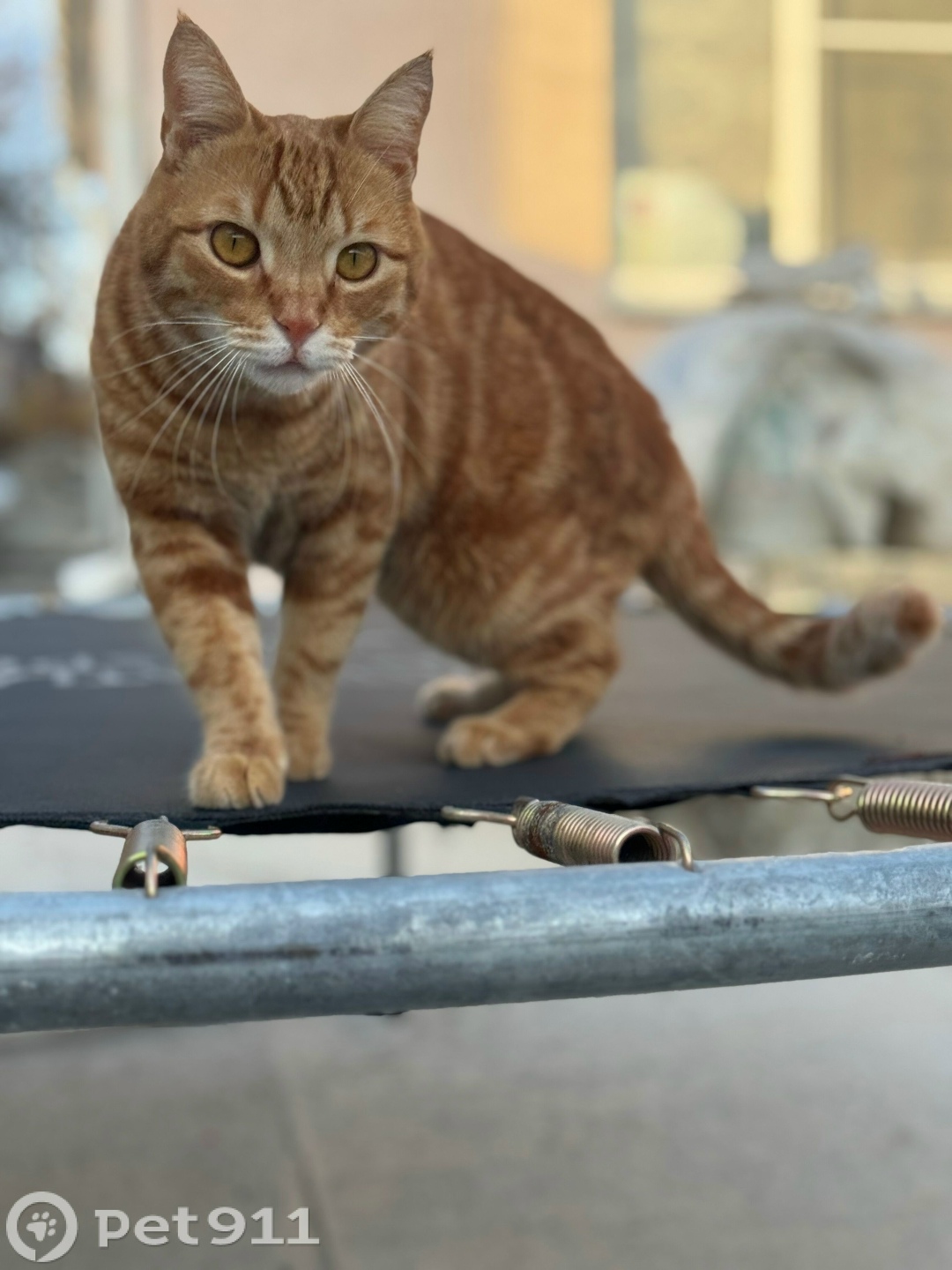 Пропала кошка в Ставрополе — фото объявления