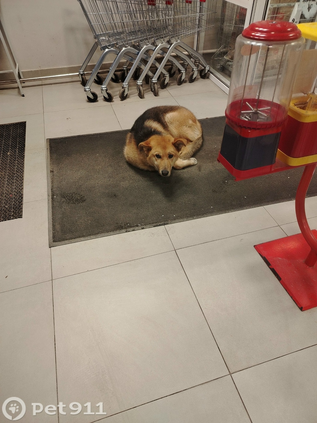 Найдена собака в Ставрополе — фото объявления