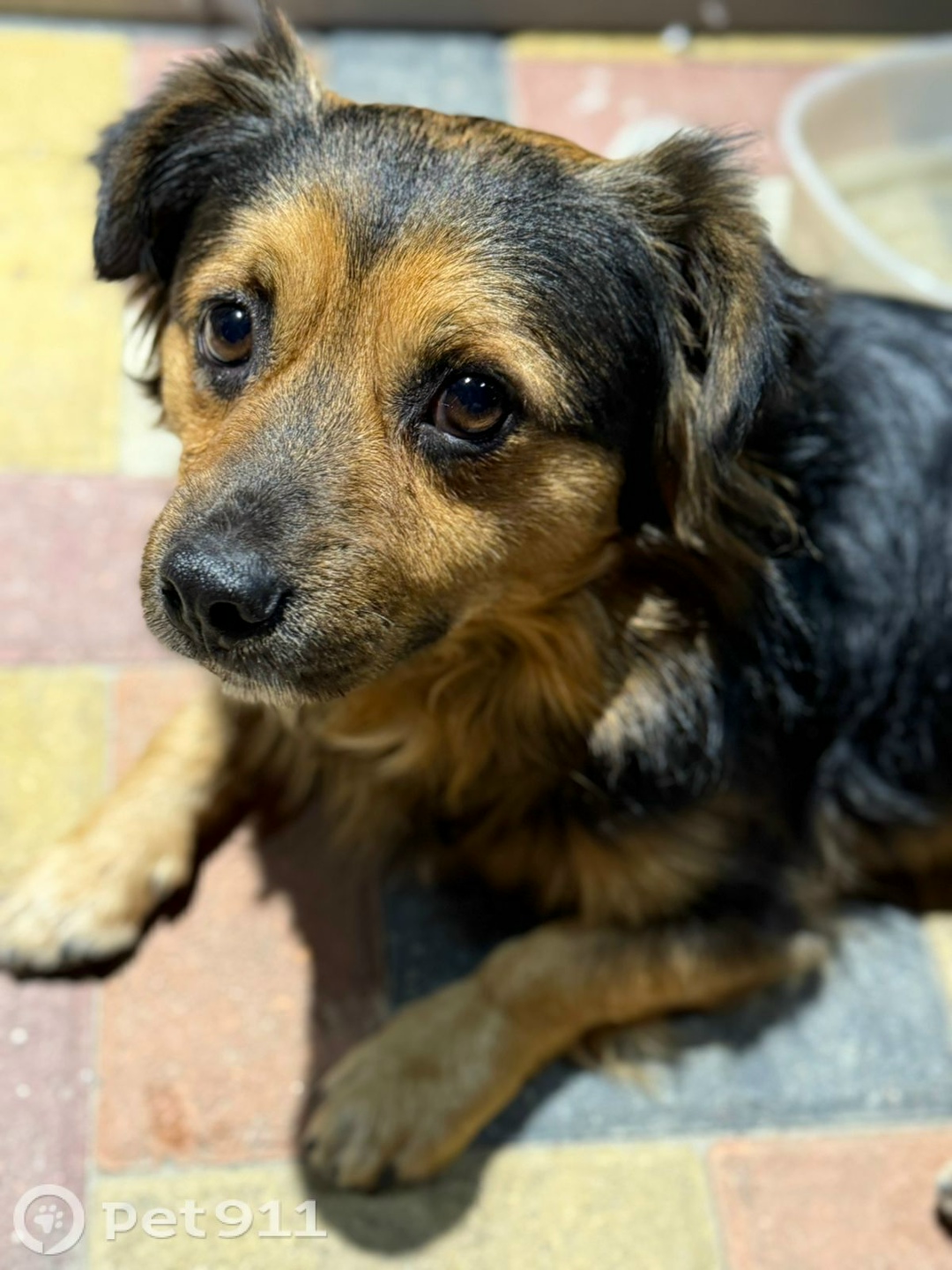 Найдена собака в Ставрополе — фото объявления