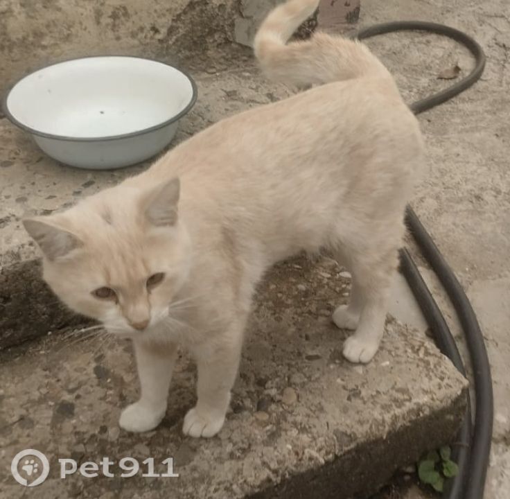Пропала кошка в Ставрополе — фото объявления