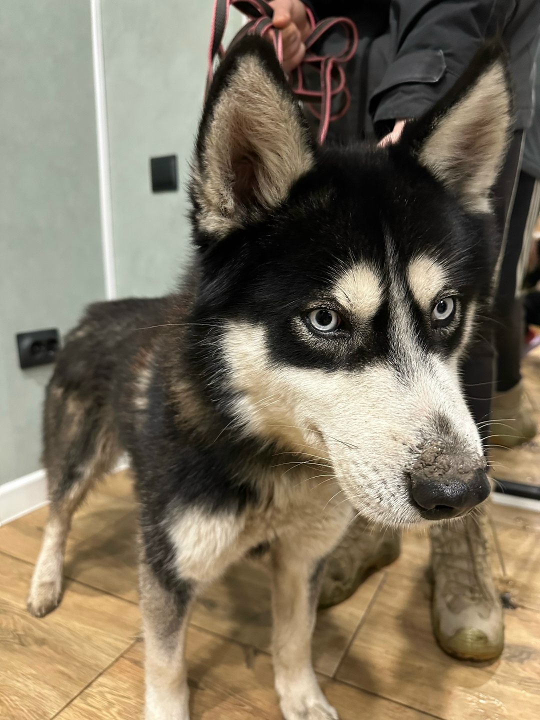 Пропала собака в Ставрополе — фото объявления