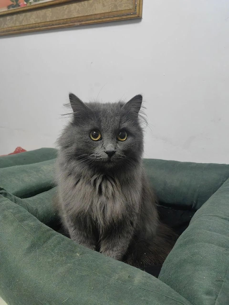 Найдена кошка в Ставрополе — фото объявления