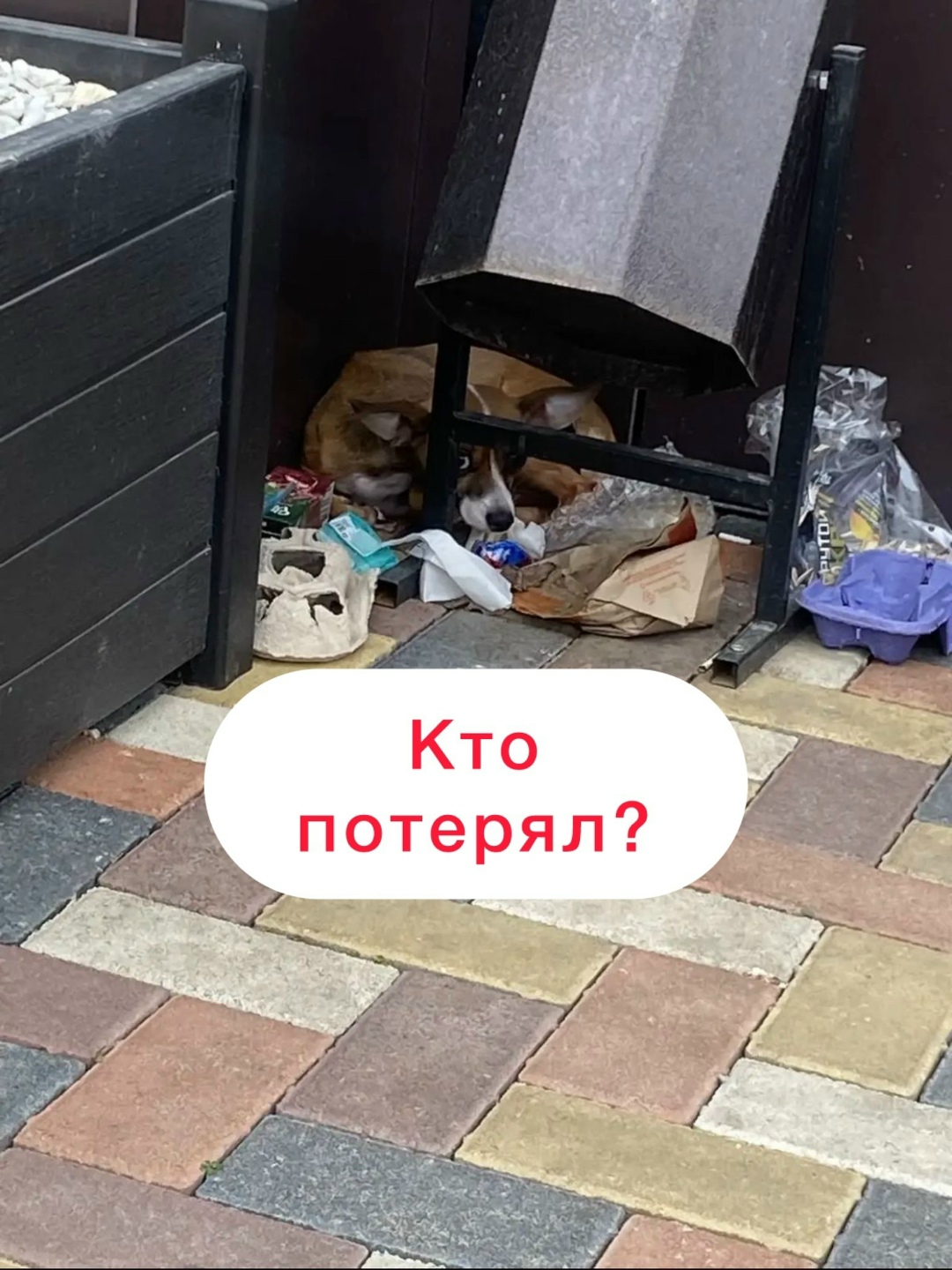 Пропала собака в Ставрополе — фото объявления