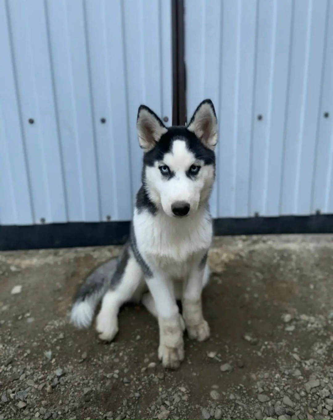 Пропала собака в Ставрополе — фото объявления