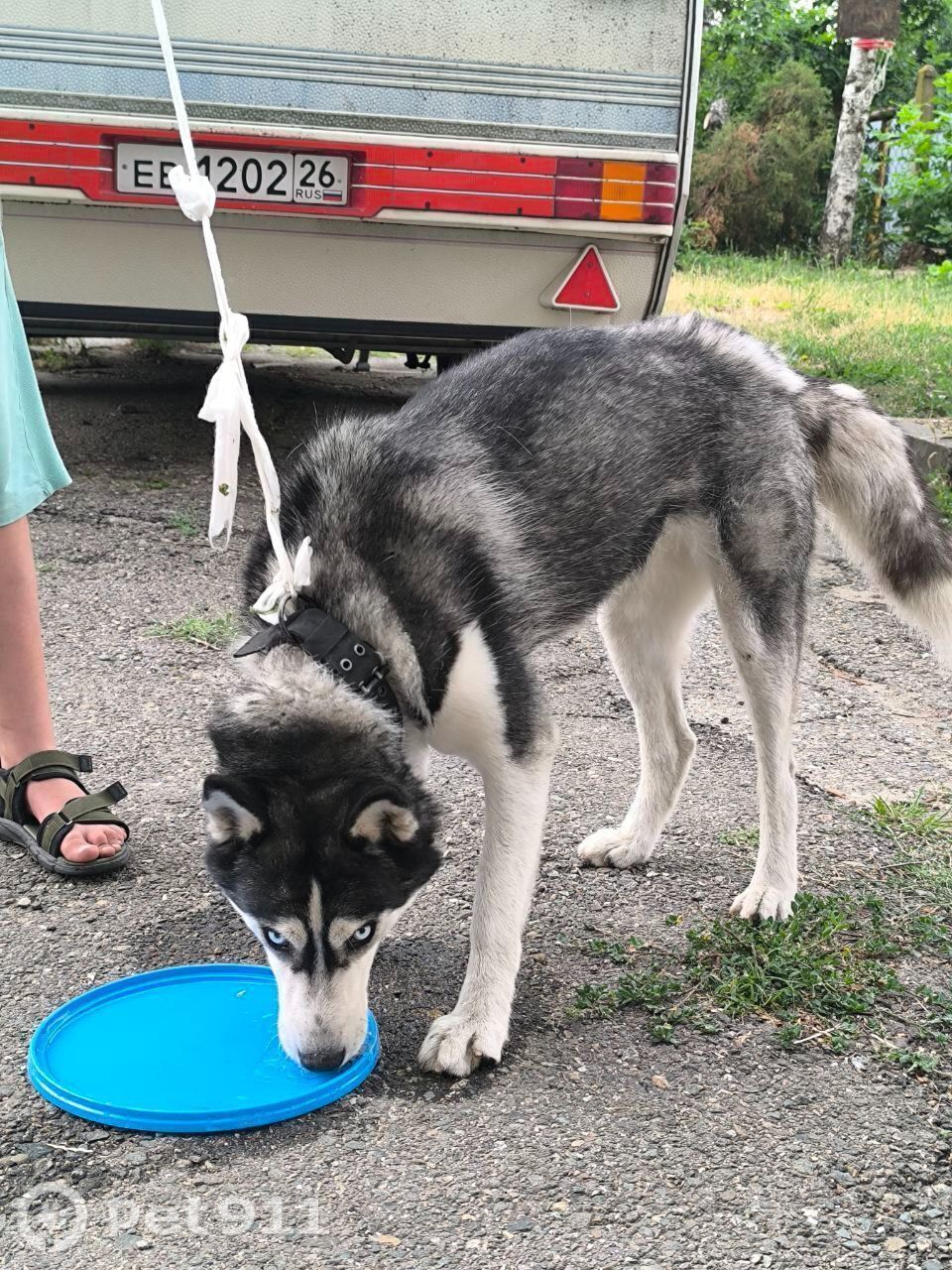 Найдена собака в Ставрополе — фото объявления