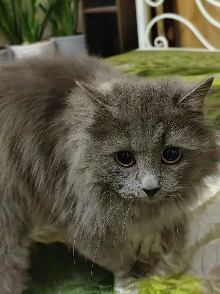 Найдена кошка в Ставрополе — фото объявления