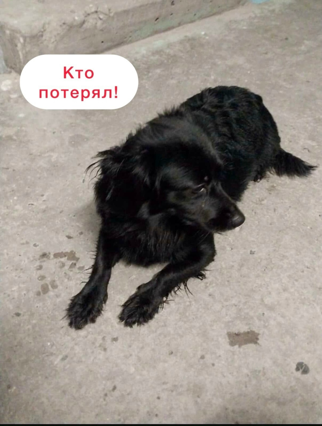 Найдена собака в Ставрополе — фото объявления