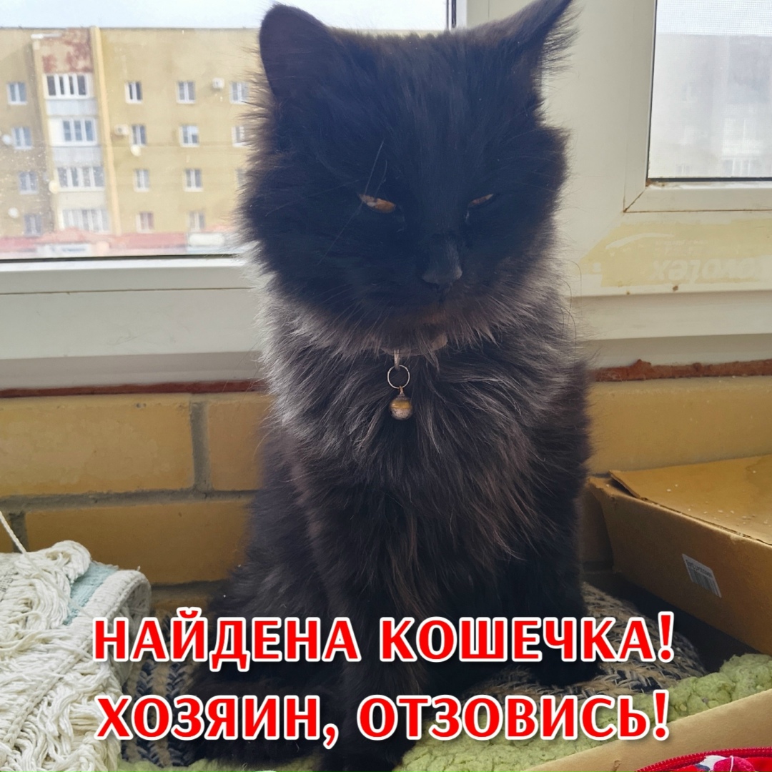 Найдена собака в Ставрополе — фото объявления