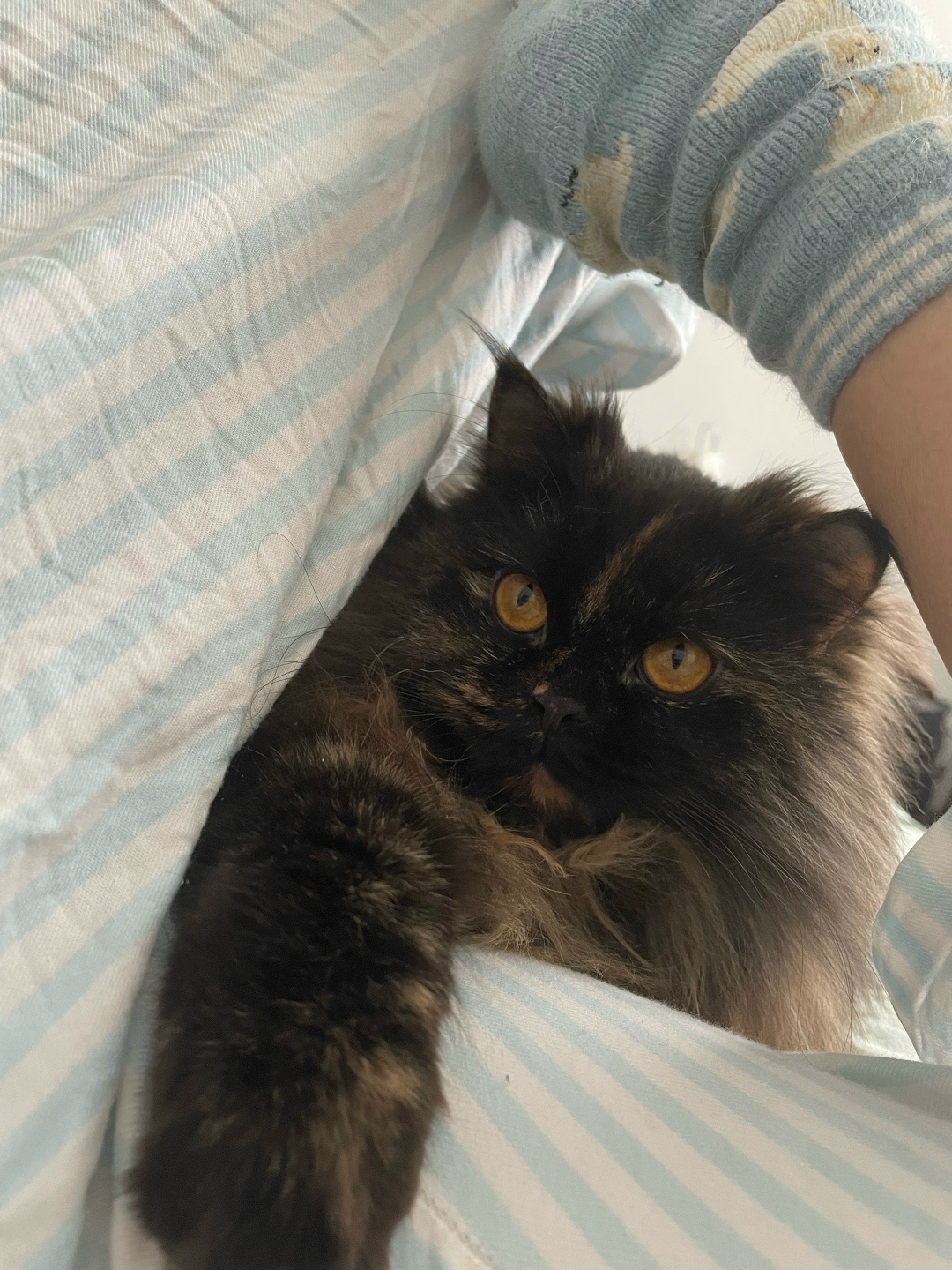 Пропала кошка в Ставрополе — фото объявления