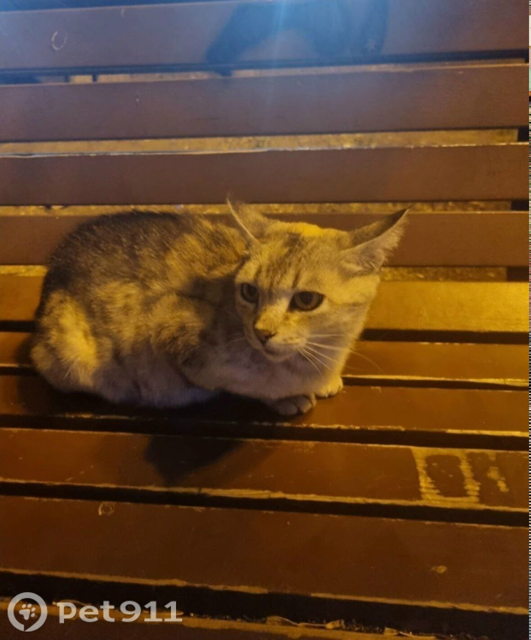 Найдена собака в Ставрополе — фото объявления