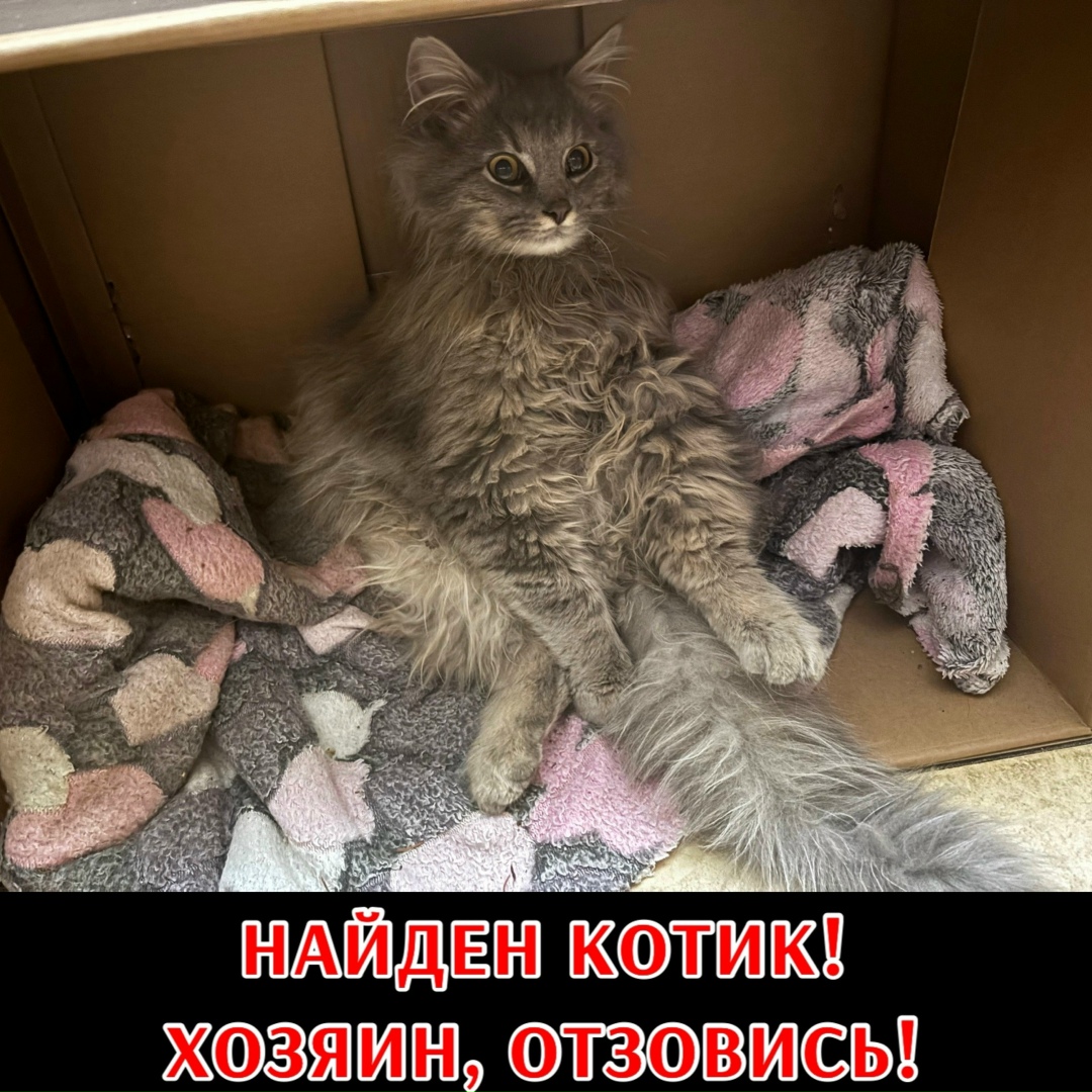 Найдена кошка в Ставрополе — фото объявления