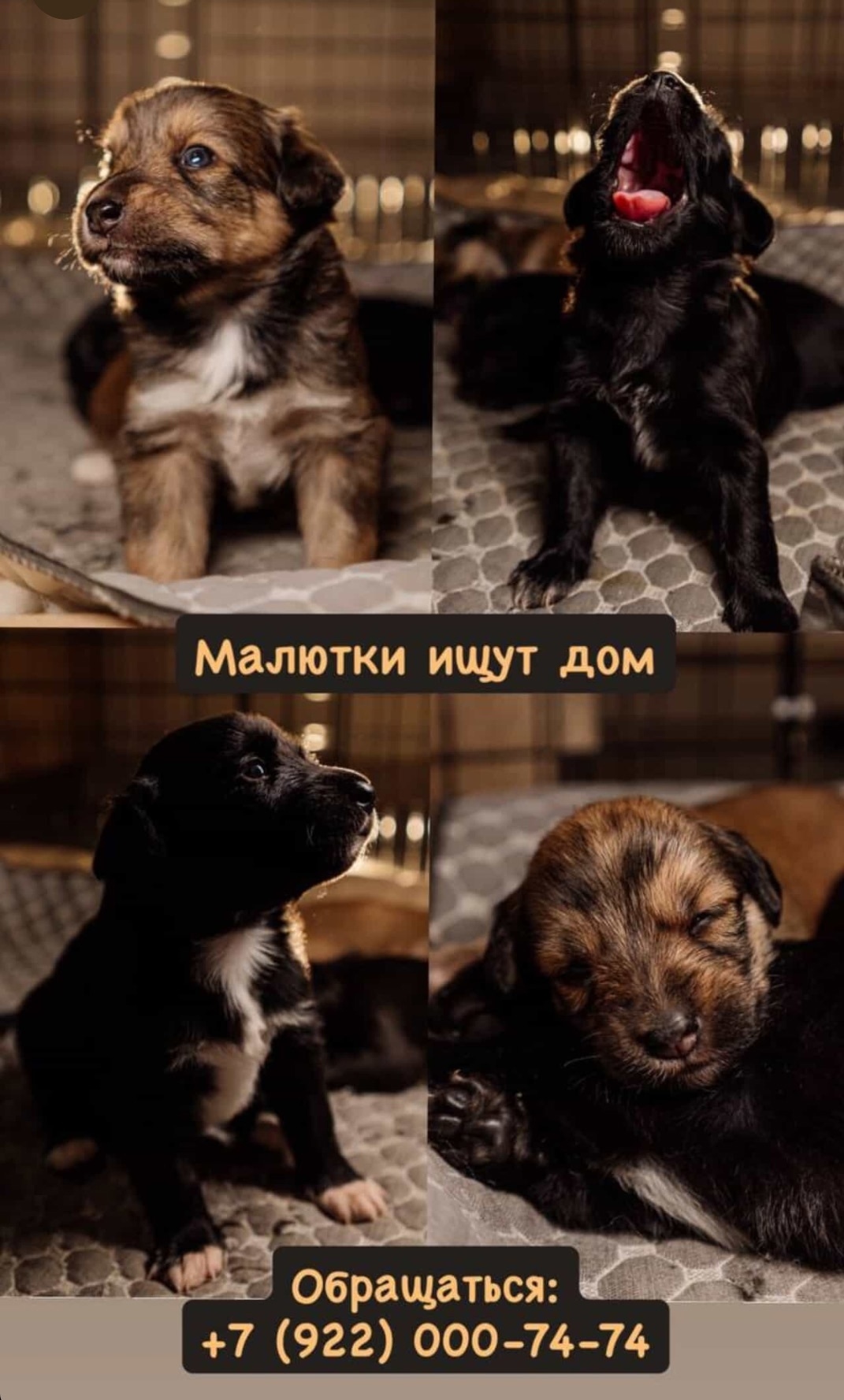 Найдена собака в Ставрополе — фото объявления