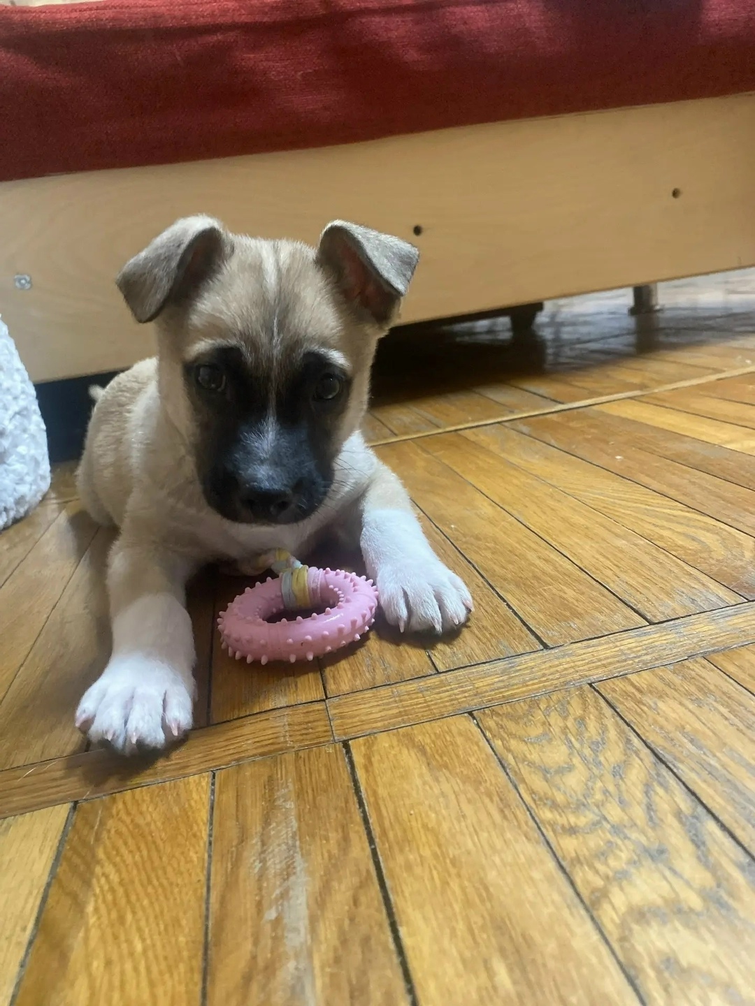 Найдена собака в Ставрополе — фото объявления