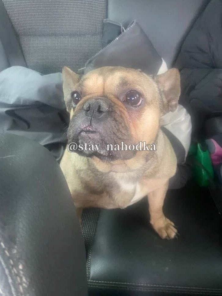 Найдена собака в Ставрополе — фото объявления