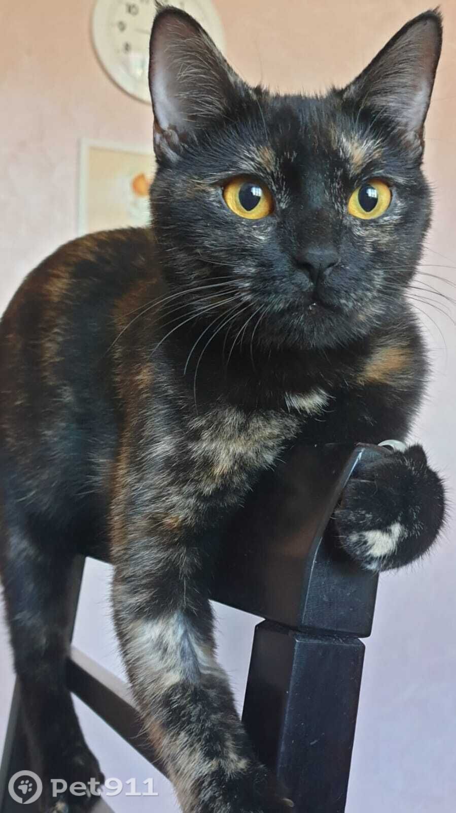 Пропала кошка в Ставрополе — фото объявления