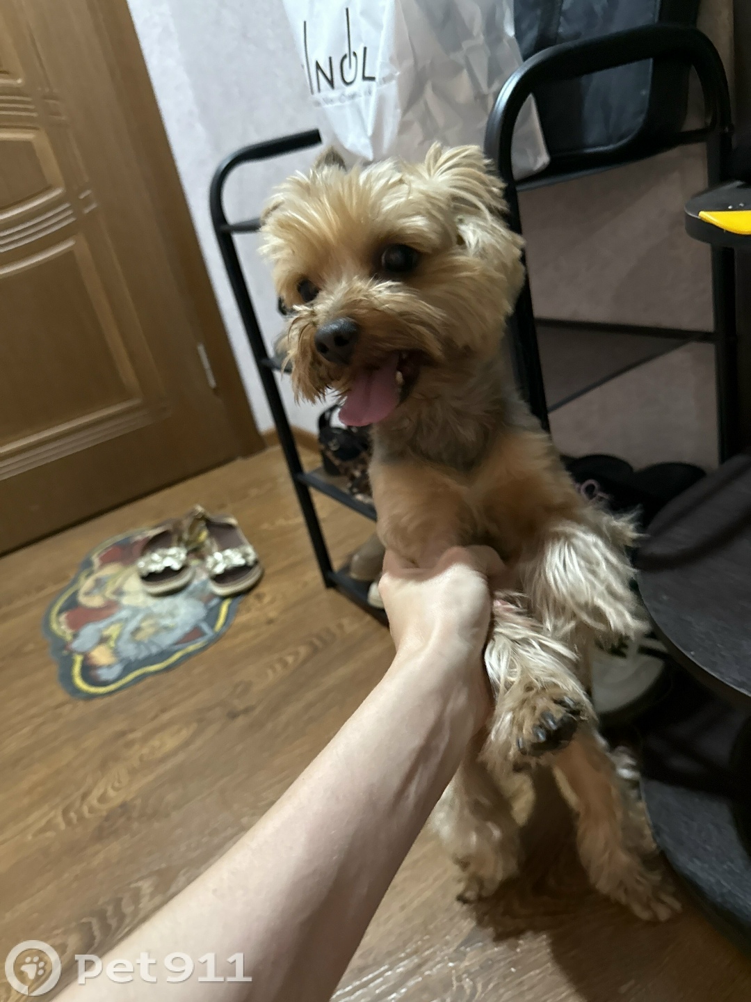 Найдена собака в Ставрополе — фото объявления