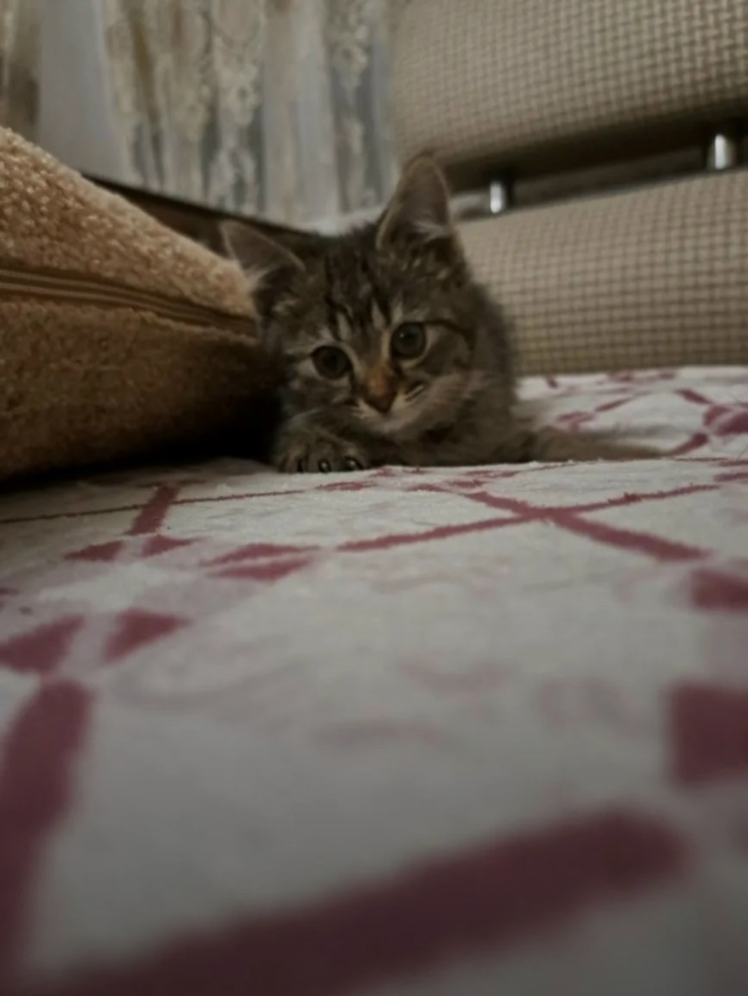 Найдена кошка в Ставрополе — фото объявления