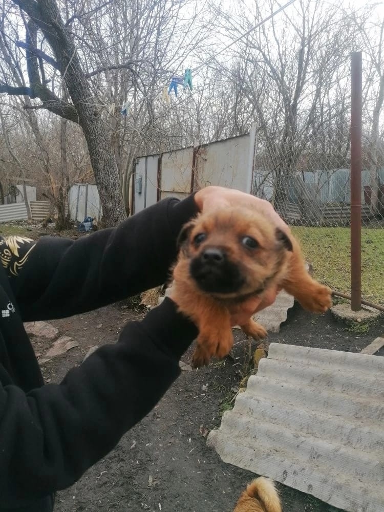 Найдена собака в Ставрополе — фото объявления