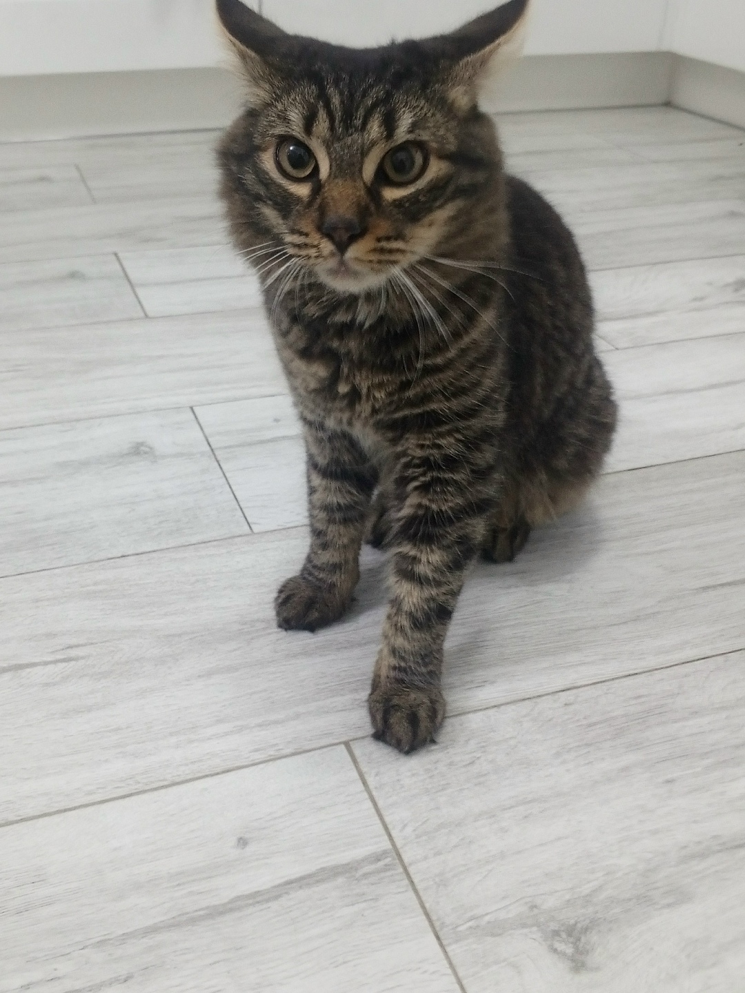 Найдена кошка в Ставрополе — фото объявления