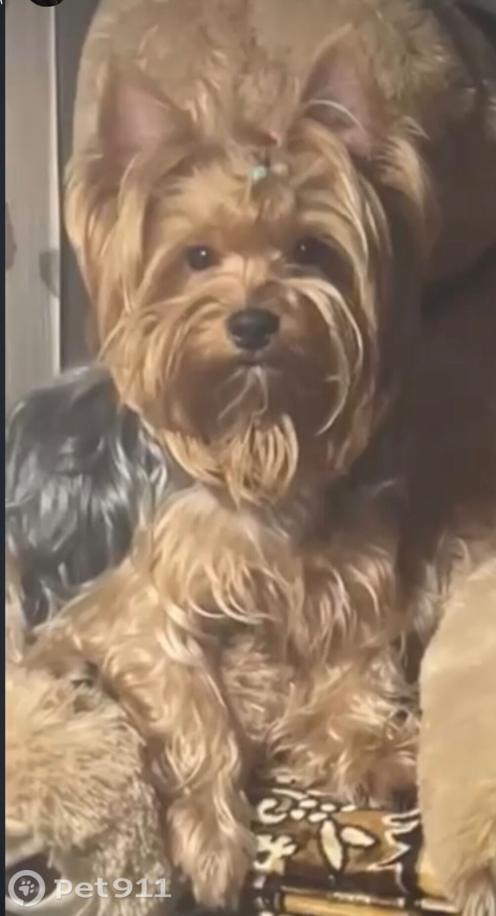 Пропала собака в Ставрополе — фото объявления