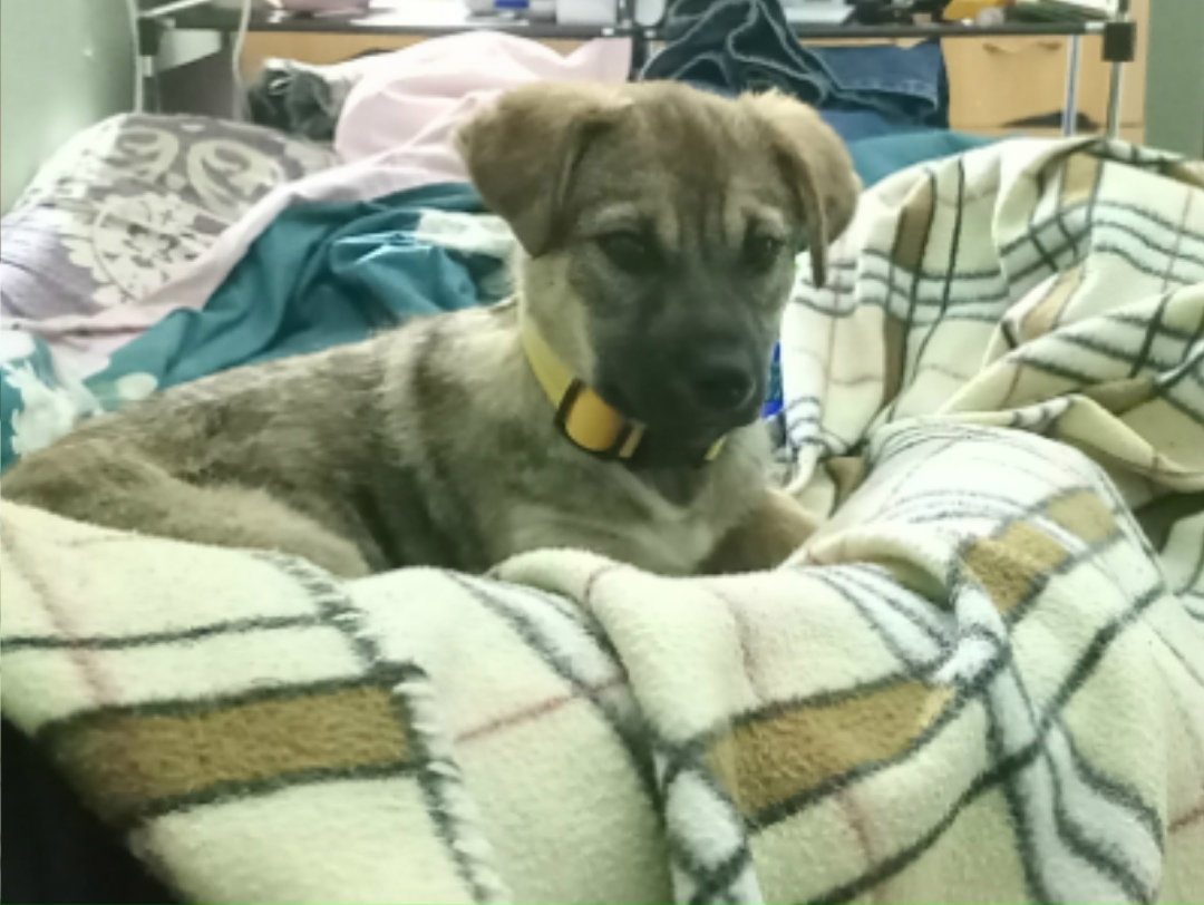 Пропала собака в Ставрополе — фото объявления