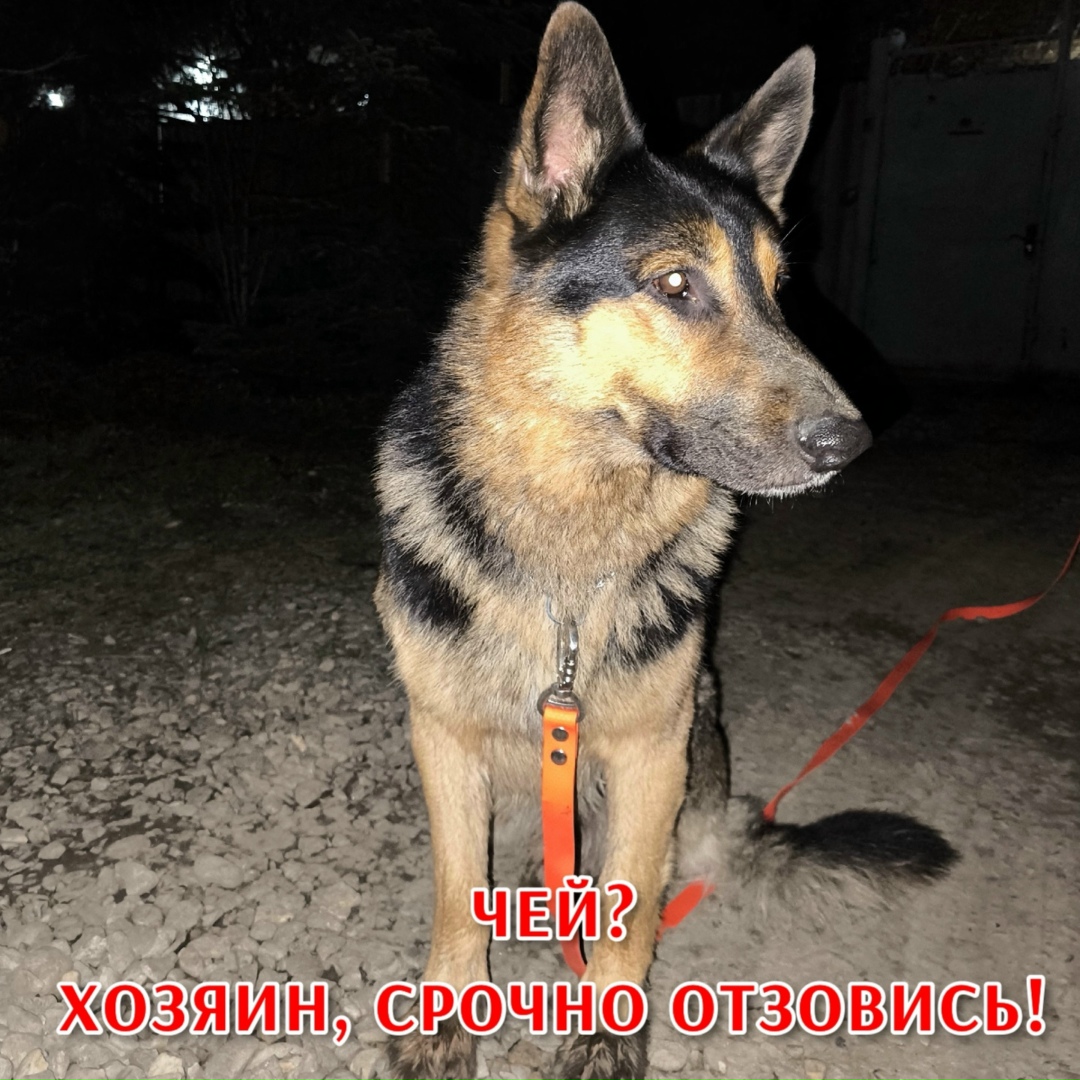 Найдена собака в Ставрополе — фото объявления