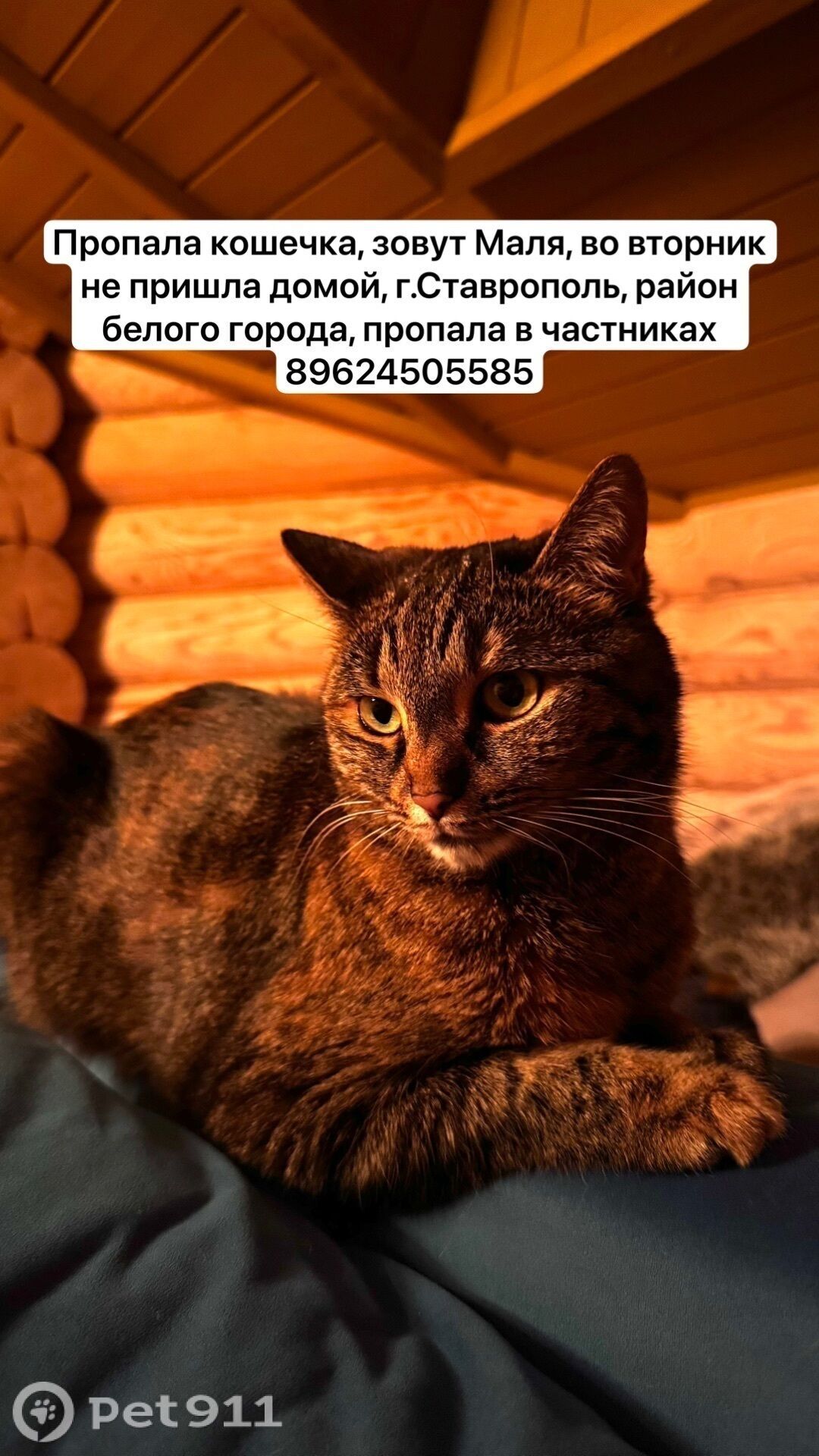 Пропала кошка в Ставрополе — фото объявления