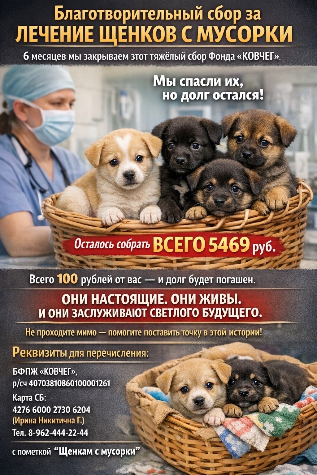 Найдена собака в Ставрополе — фото объявления