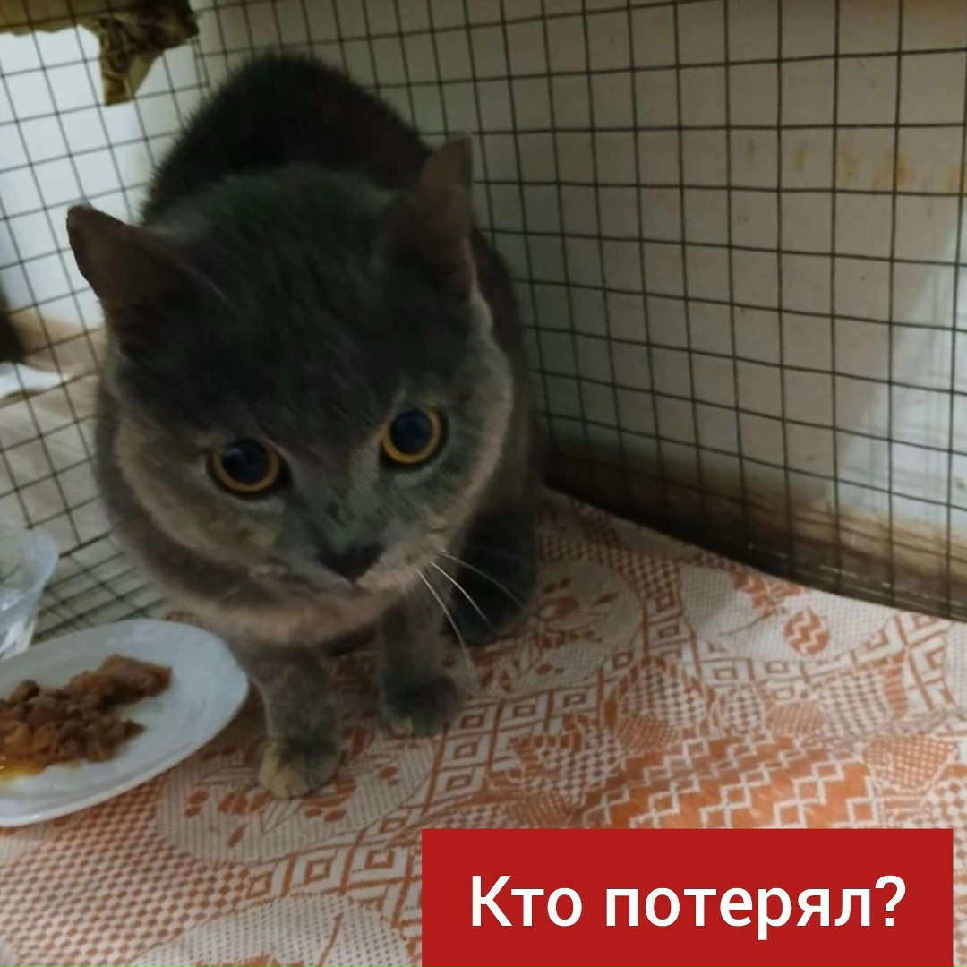 Найдена кошка в Ставрополе — фото объявления