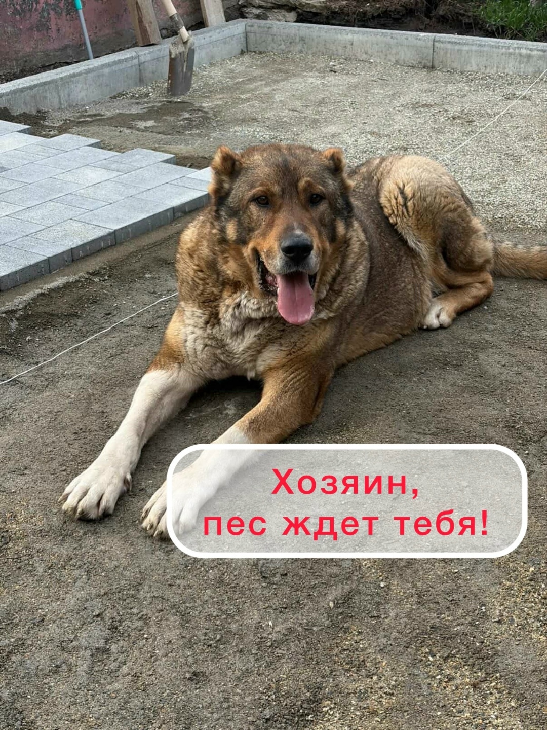 Найдена собака в Ставрополе — фото объявления