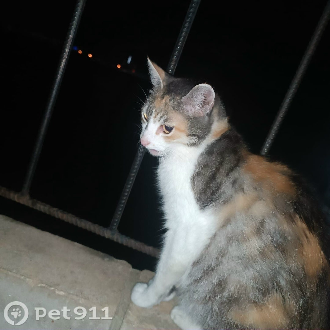 Пропала кошка в Ставрополе — фото объявления