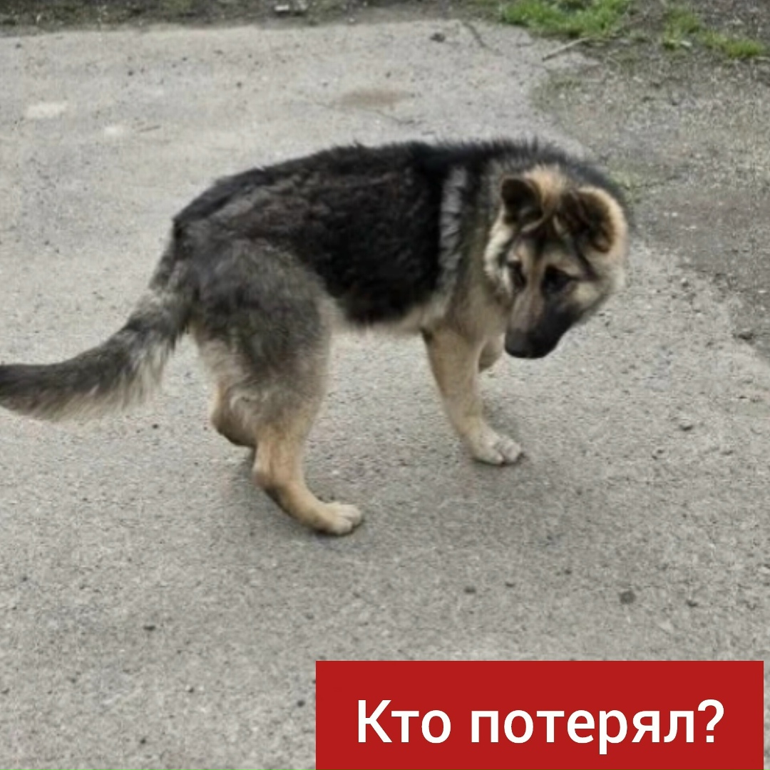 Найдена собака в Ставрополе — фото объявления