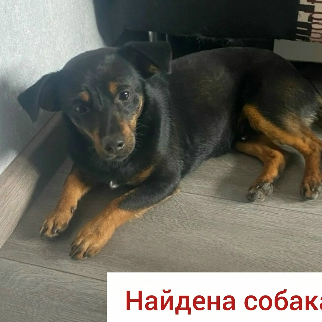 Найдена кошка в Ставрополе — фото объявления