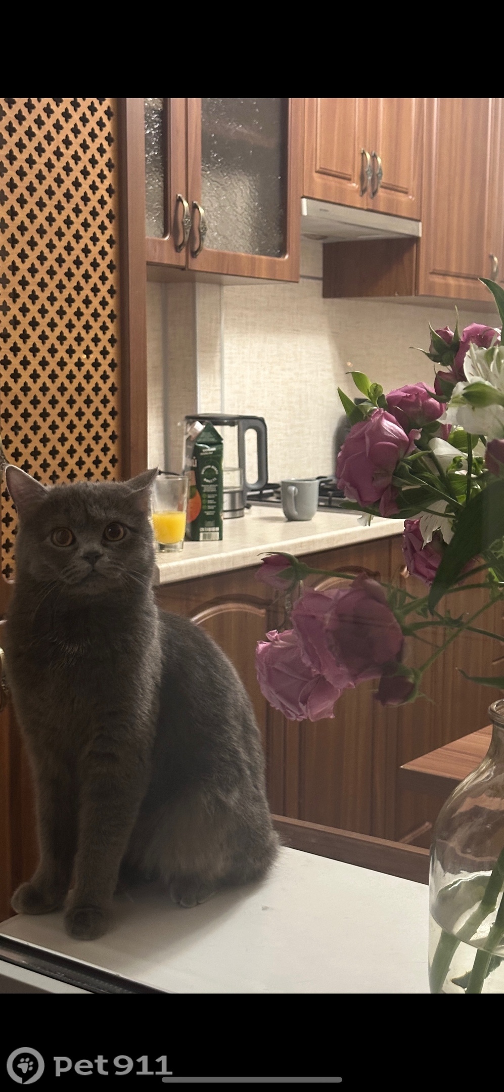 Пропала кошка в Ставрополе — фото объявления