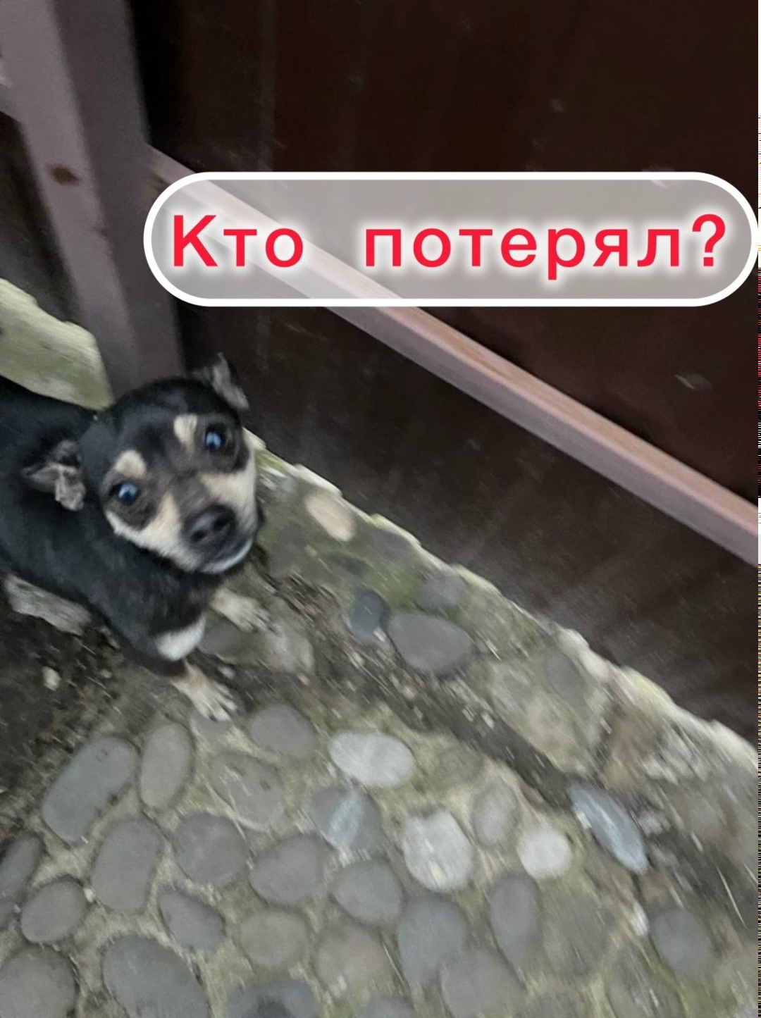 Найдена собака в Ставрополе — фото объявления