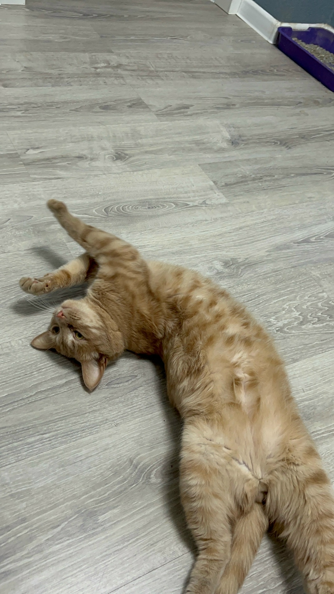 Пропала кошка в Ставрополе — фото объявления