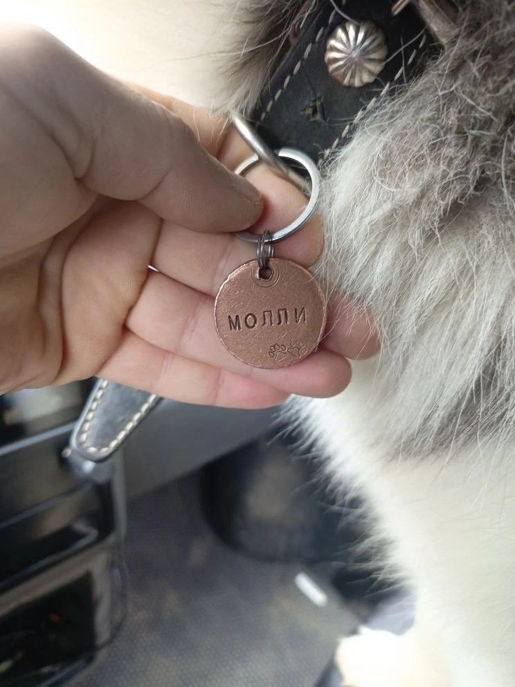 Найдена собака в Ставрополе — фото объявления