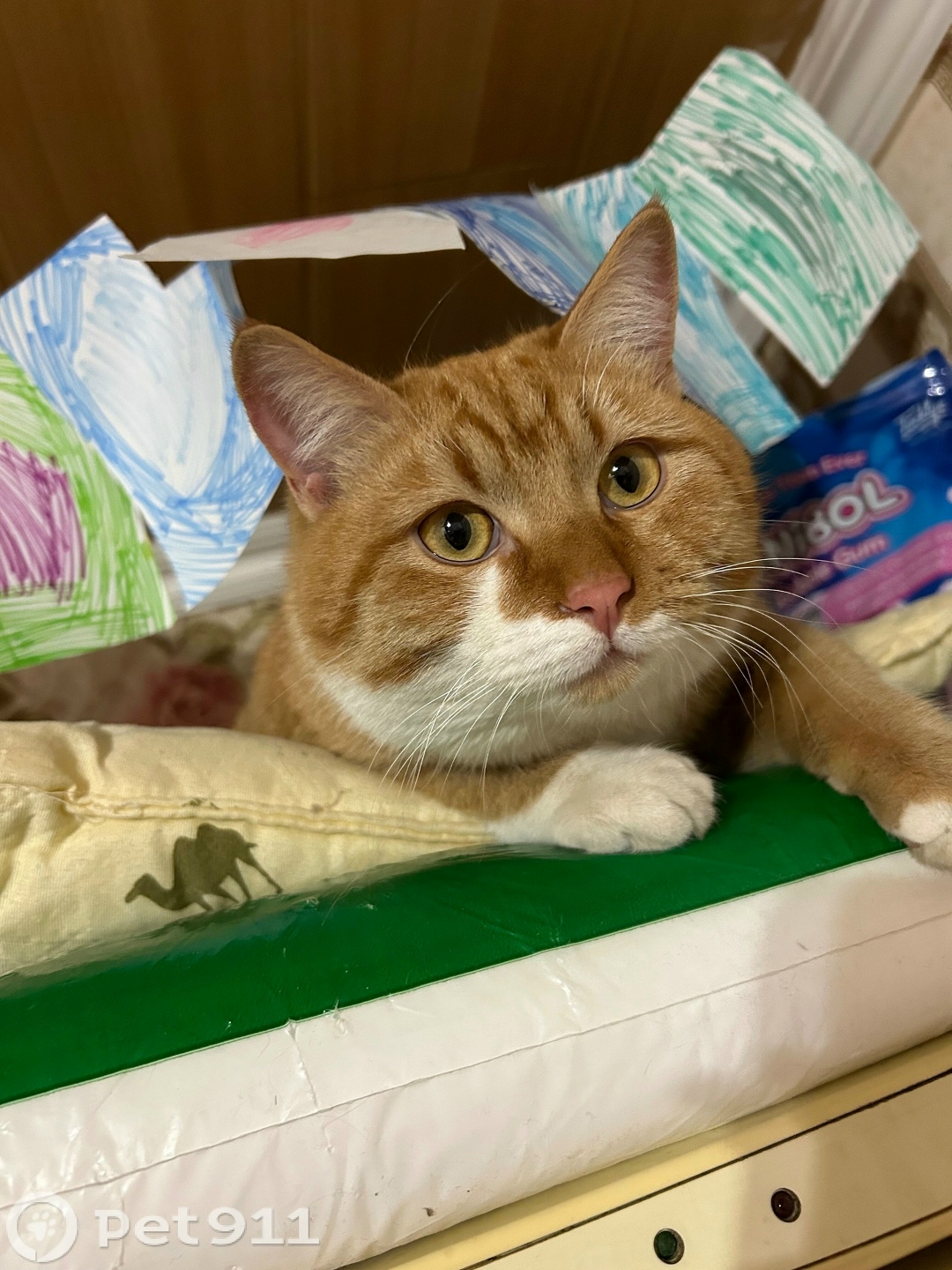 Пропала кошка в Ставрополе — фото объявления