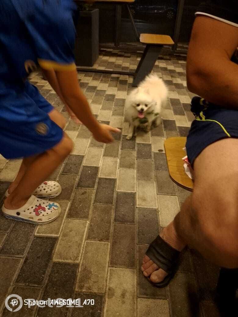 Пропала собака в Ставрополе — фото объявления