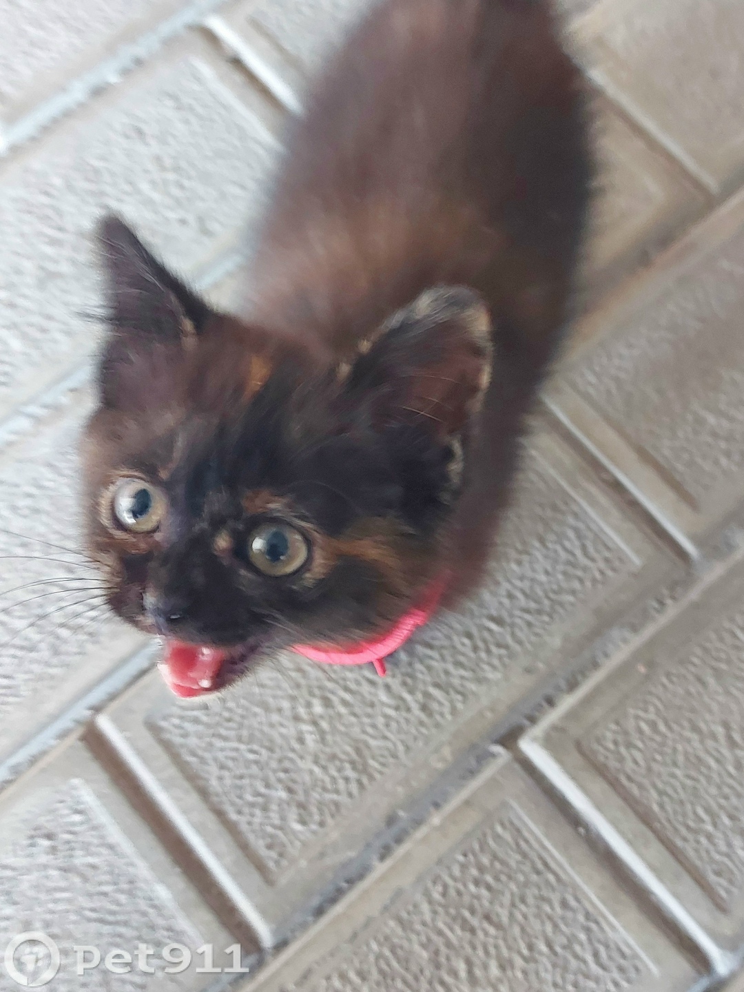 Пропала кошка в Ставрополе — фото объявления