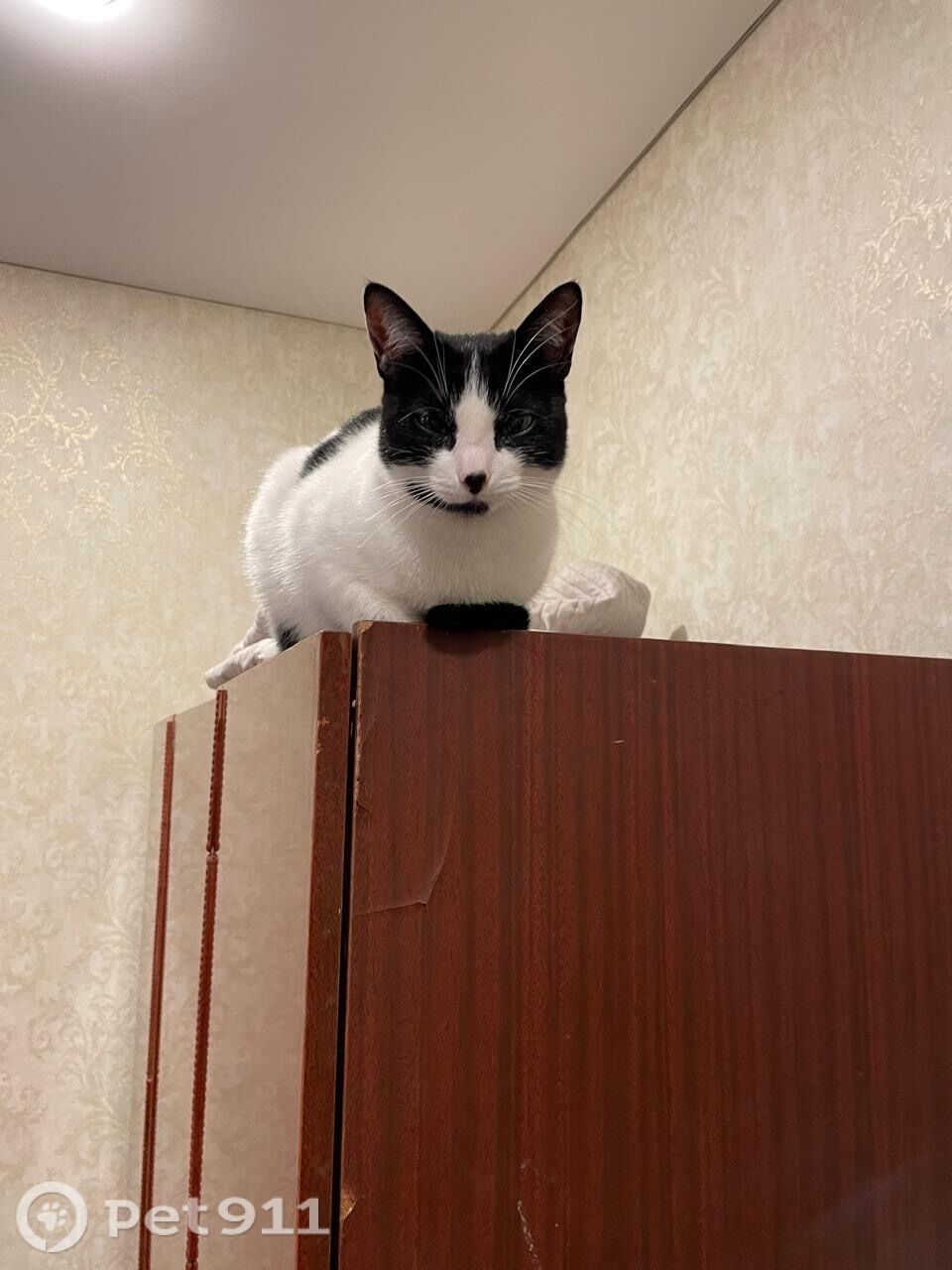 Пропала кошка в Ставрополе — фото объявления