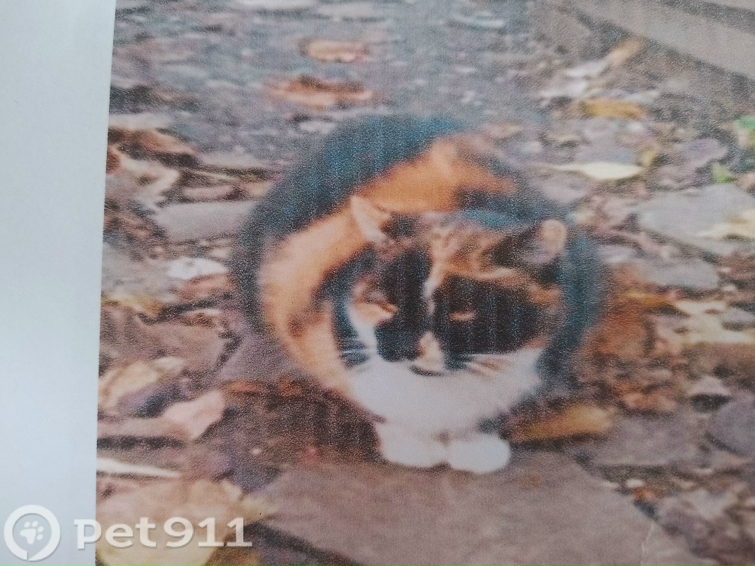 Пропала кошка в Ставрополе — фото объявления