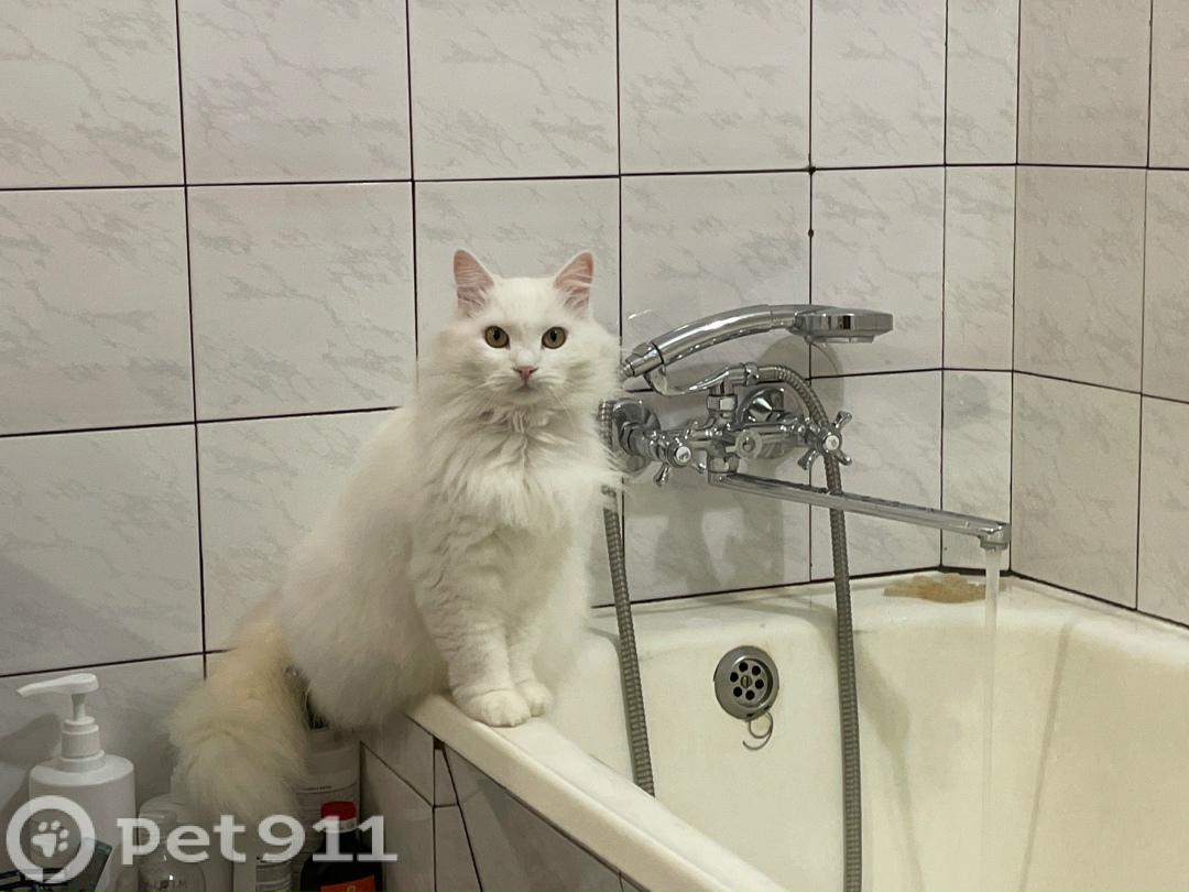 Пропала кошка в Ставрополе — фото объявления