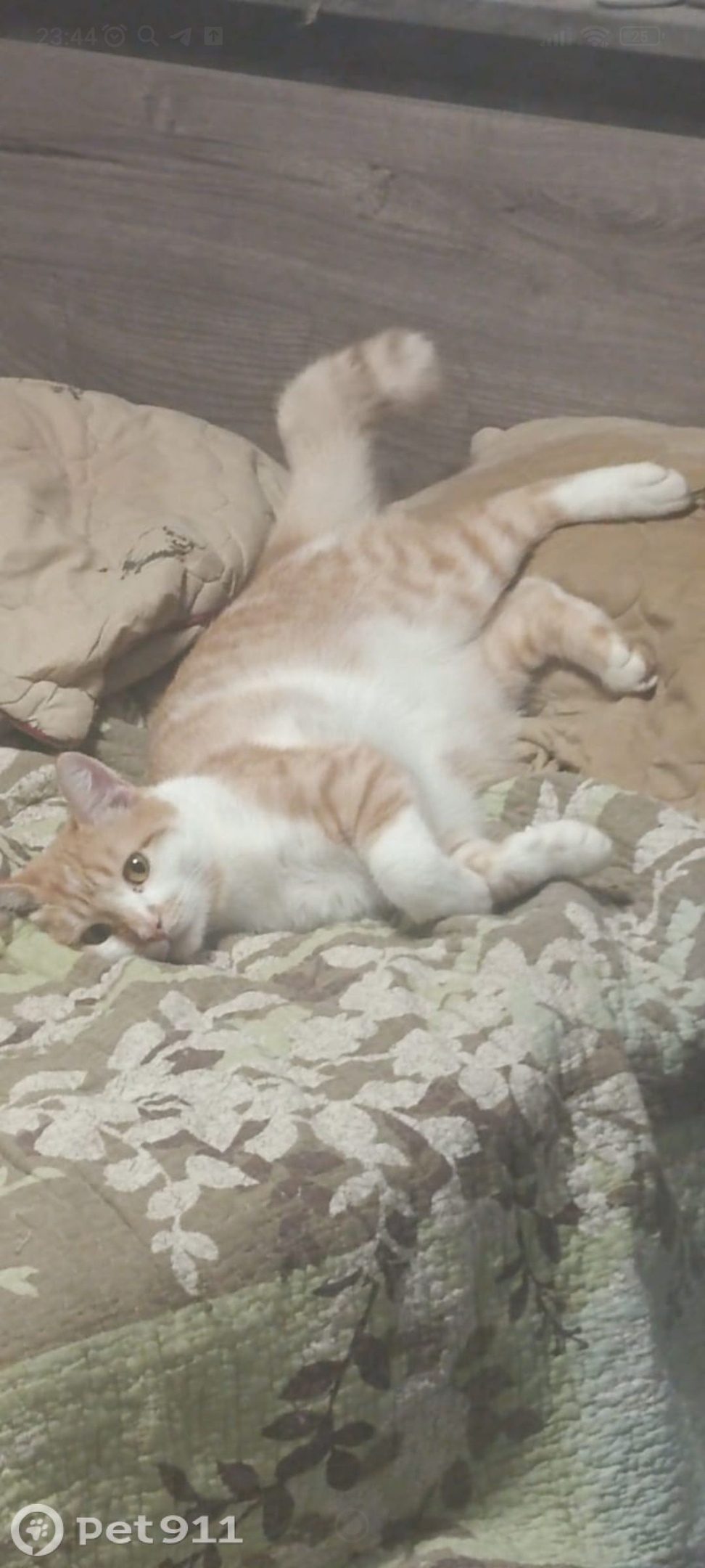 Пропала кошка в Ставрополе — фото объявления