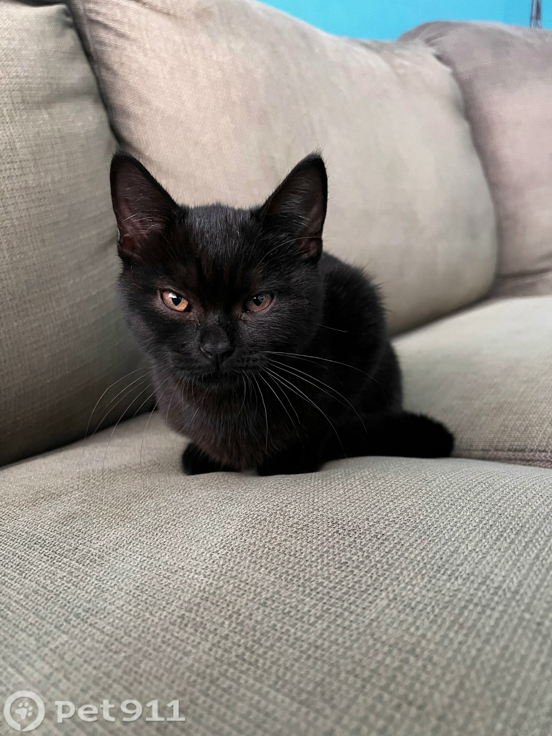 Найдена кошка в Ставрополе — фото объявления