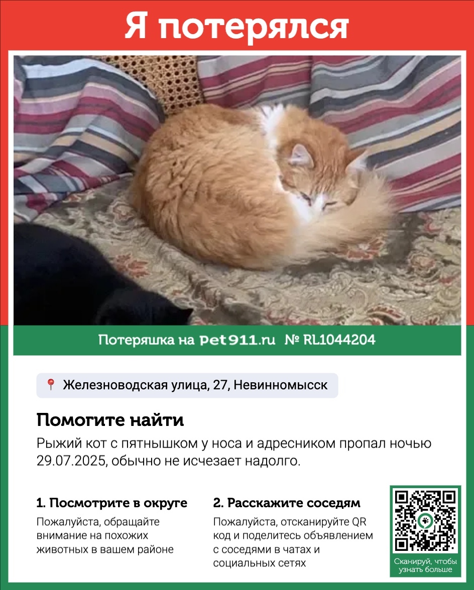 Пропала кошка в Ставрополе — фото объявления