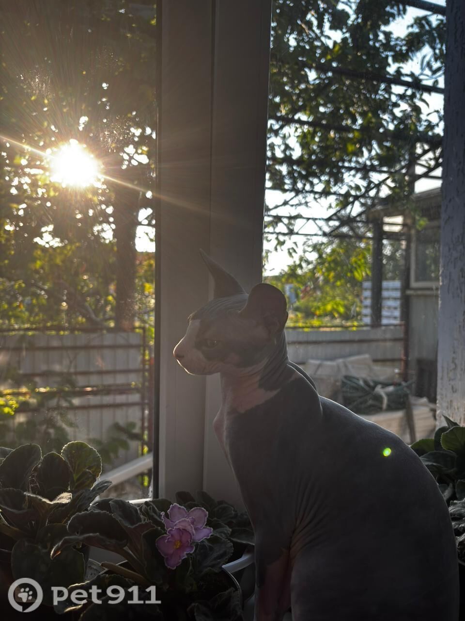 Пропала кошка в Ставрополе — фото объявления